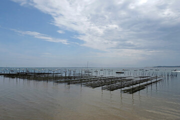 Naklejka premium Cap Ferret