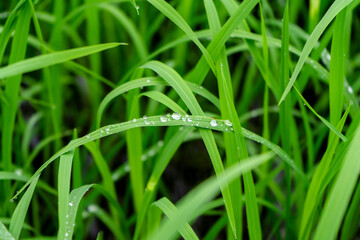 Water drops on fresh green grass background. Green grass background.