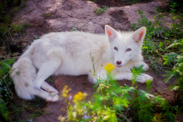 Fox in nature in its natural habitat resting after hunting