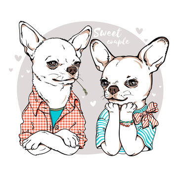 Two cute cartoon chihuahua dogs. Sweet couple illustration. Stylish image for printing on any surface