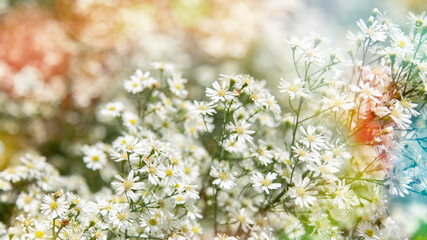 Beautiful white cutter flowers in a flower field Natural beauty White flower background Beautiful nature concept