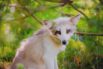 Fox in nature in its natural habitat resting after hunting