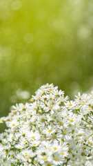 Beautiful white cutter flowers in a flower field Natural beauty White flower background Beautiful...