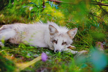 Fox in nature in its natural habitat resting after hunting