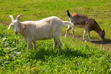 Obraz premium white goat with goat graze on a meadow and eat grass