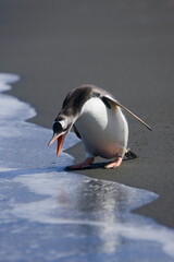 Gentoo penguin squawks at incoming ocean waves on South Georgia Island, in the southern Atlantic Ocean - 386688754