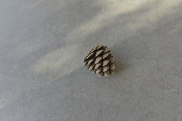 Christmas pine decoration for mock up and template design. Top view