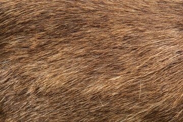 Deer Fur Close Up Background Photo