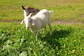white goat with goat graze on a meadow and eat grass