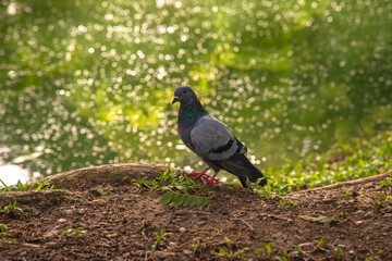 Pigeon stand  near  pond in the park