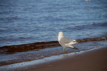 an adult gull stands on the Bank near the water