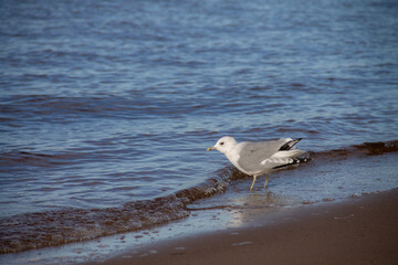 an adult gull stands on the Bank near the water