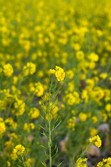 Obraz premium 菜の花