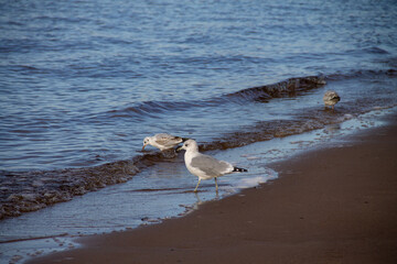 adult gulls near the water on the sandy shore