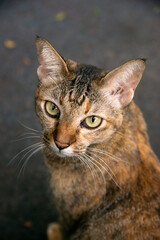 cat lie down  looking to the camera