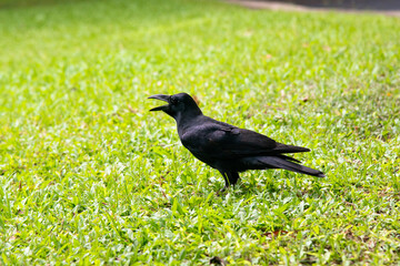 crow walking on grass field