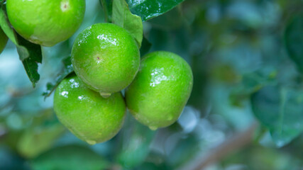 Green limes hanging on a tree in the garden. Lemon fruit with vitamin C high, the lemon juice is a popular water lime for drinking.