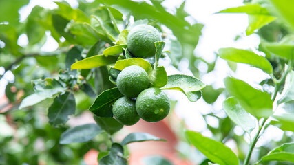Green limes hanging on a tree in the garden. Lemon fruit with vitamin C high, the lemon juice is a popular water lime for drinking.