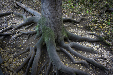 Roots of an old relict tree in the autumn forest. Interlacing of massive roots. The roots of the magic tree are strewn with leaves.