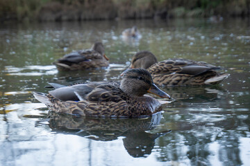 Ducks swim in the lake. Duck close-up. A duck with lush plumage. The duck is reflected in the water. Autumn park, first cold weather.