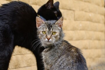 Gray and black domestic cat.