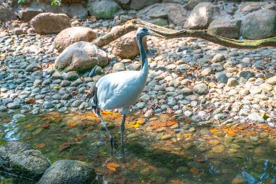 A beautiful white crane with black neck in a zoo.