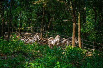 Fototapeta na wymiar A herd of zebras in a zoo.