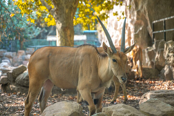 Naklejka na ściany i meble A herd of antelopes in a zoo.