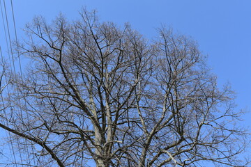 Trees