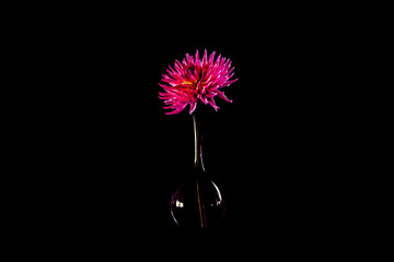 The beautiful Dahlia Lady Lapita in an elegant glass vase