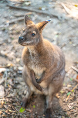 Close view of a baby kangaroo in a zoo, China.