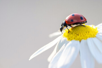 ladybug on a Daisy flower