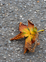 Herbstlaub