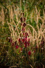 Field plants.