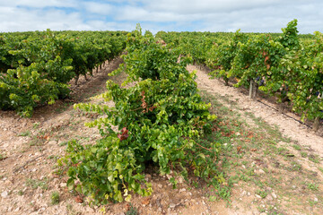 Fototapeta na wymiar Vineyard at La Rioja Alta,Spain
