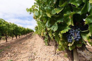 Fototapeta na wymiar Red grapes in a vineyard, La Rioja, Spain