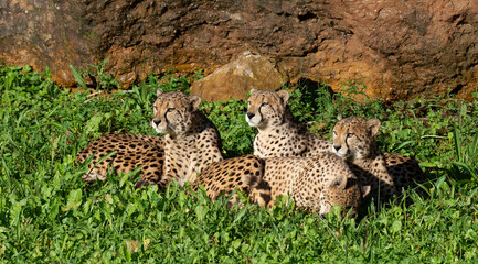 family of cheetahs resting on the ground