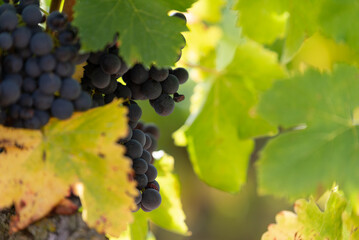 Red grapes in a vineyard, La Rioja, Spain