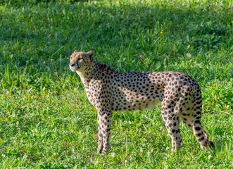 Fototapeta premium cheetah feet in the grass