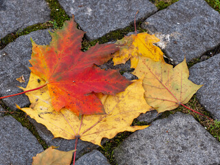 Herbstlaub