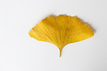 Gingko biloba golden leaf, dried,  isolated on a white background