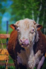 The bull on the farm eats straw and walks through the grounds in summer