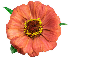 Zinnia flower. Autumn flowers. Isolated background. Close-up. High-resolution macro photography. Full depth of field. Print and design concept.