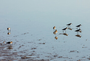 Waterbirds