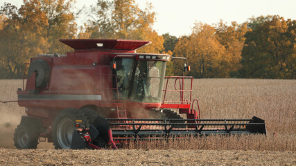 Fototapeta premium Close up of red combine harvesting soybeans in a dusty field in late afternoon in the Midwest; USA 