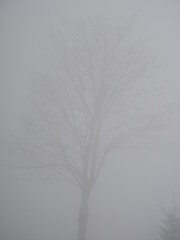 Baum in dickem Nebel
