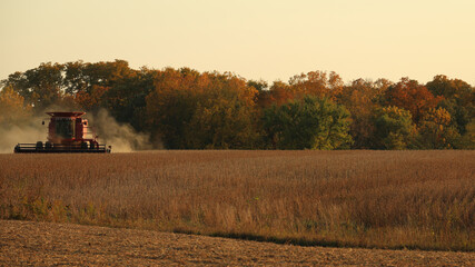 Obraz premium Farmer using a fed combine harvests soybeans in a dusty field in late afternoon in the Midwest; USA