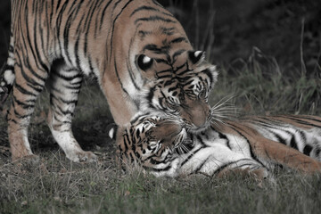 Tigres