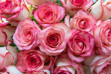 Assorted roses heads. Various soft roses and leaves scattered on a vintage background, overhead view