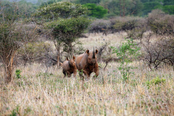Fototapeta na wymiar The Black Rhinoceros or Hook-lipped Rhinoceros (Diceros bicornis), female with young. Two black rhinos in a thick thorny bush.